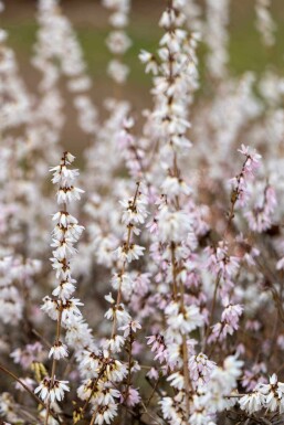 Koreansk snöforsythia Abeliophyllum distichum buske Abeliophyllum distichum buske