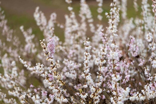 Abeliophyllum distichum