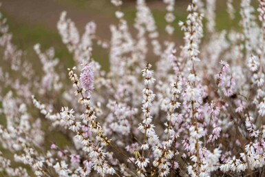 Koreansk snöforsythia Abeliophyllum distichum buske Abeliophyllum distichum buske