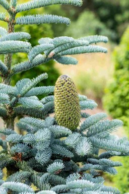 Abies procera 'Glauca'