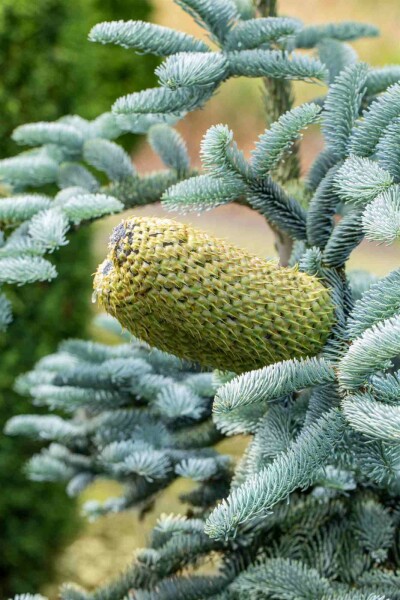Abies procera 'Glauca'