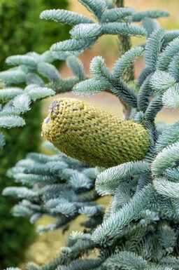 Abies procera 'Glauca'