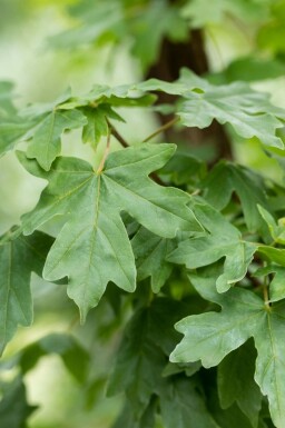 Naverlönn Acer campestre buske Acer campestre