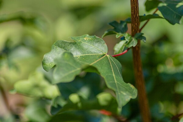 Acer campestre