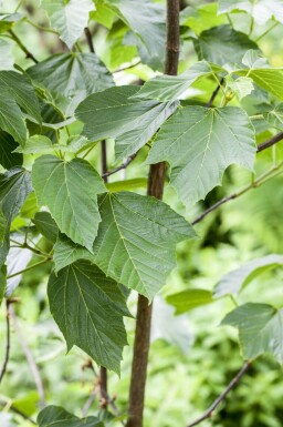Hårstrimlönn Acer capillipes buske Acer capillipes buske