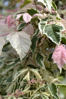 Asklönn Acer negundo 'Flamingo' buske Acer negundo 'Flamingo'