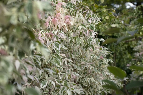 Acer negundo 'Flamingo'