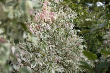 Asklönn Acer negundo 'Flamingo' buske Acer negundo 'Flamingo'