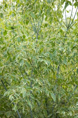 Vitbrokig asklönn Acer negundo 'Variegatum' buske Acer negundo 'Variegatum' buske