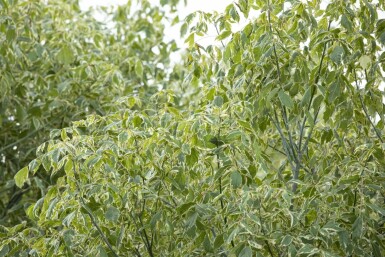 Vitbrokig asklönn Acer negundo 'Variegatum' buske Acer negundo 'Variegatum' buske