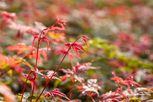 Acer palmatum 'Beni Maiko'