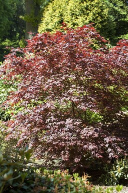 Japansk lönn Acer palmatum 'Bloodgood' buske Acer palmatum 'Bloodgood' buske