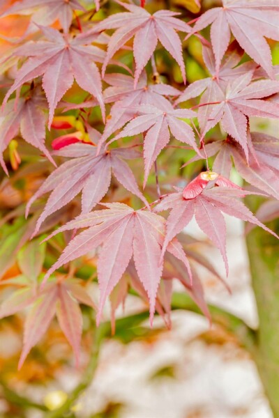 Acer palmatum 'Fireglow' buske 200-225 cm C90