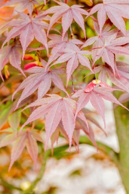 Japansk lönn Acer palmatum 'Fireglow' buske Acer palmatum 'Fireglow' buske