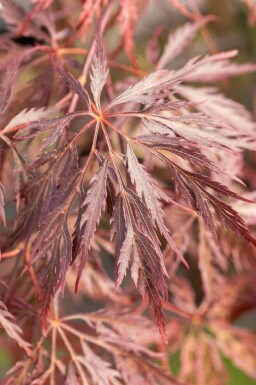 Acer palmatum 'Inabe-shidare'