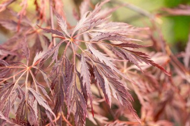 Acer palmatum 'Inabe-shidare'