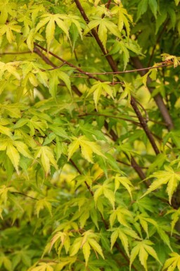 Acer palmatum 'Katsura'