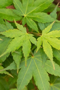 Japansk lönn Acer palmatum 'Little Princess' buske Acer palmatum 'Little Princess' buske