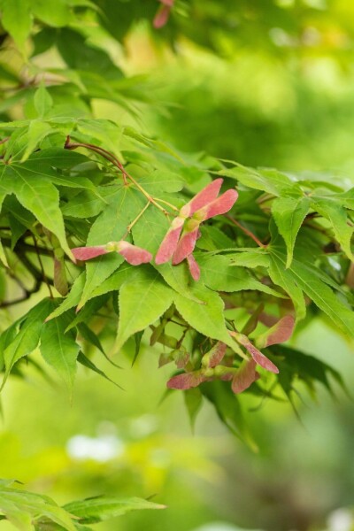 Acer palmatum 'Osakazuki' buske 125-150 cm C15