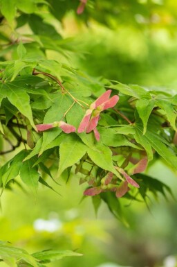 Japansk lönn Acer palmatum 'Osakazuki' buske Acer palmatum 'Osakazuki' buske