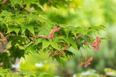 Acer palmatum 'Osakazuki'