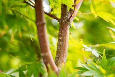 Acer palmatum 'Osakazuki' buske 125-150 cm C15