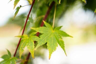 Acer palmatum 'Osakazuki' buske 125-150 cm C15