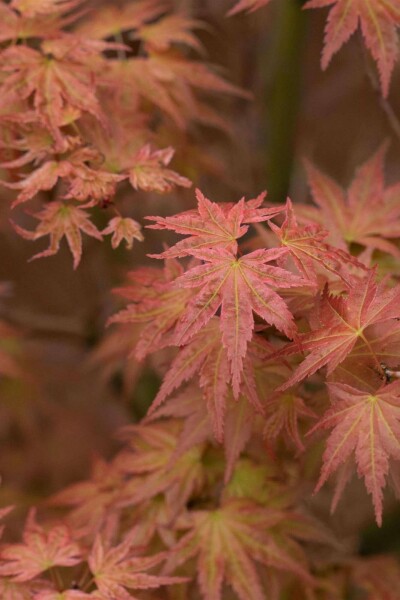 Acer palmatum 'Phoenix' C3 40-60