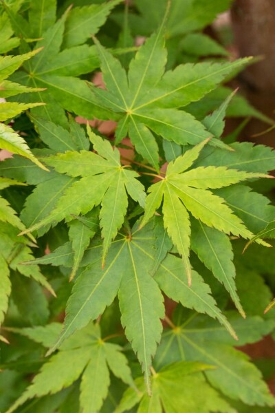 Acer palmatum 'Sangokaku' buske 150-175 cm C35