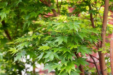 Acer palmatum 'Sangokaku' buske 150-175 cm C35
