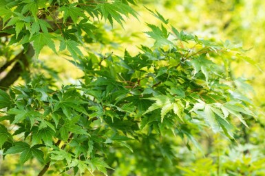 Acer palmatum 'Sangokaku' buske 150-175 cm C35