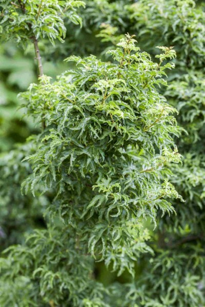 Acer palmatum 'Shishigashira'