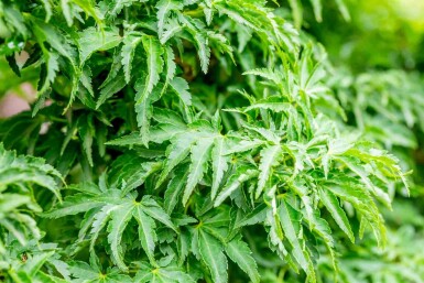 Acer palmatum 'Shishigashira'
