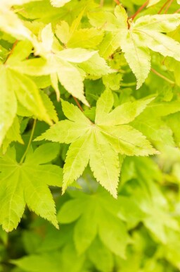 Acer palmatum 'Summer Gold'