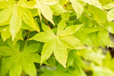 Acer palmatum 'Summer Gold'
