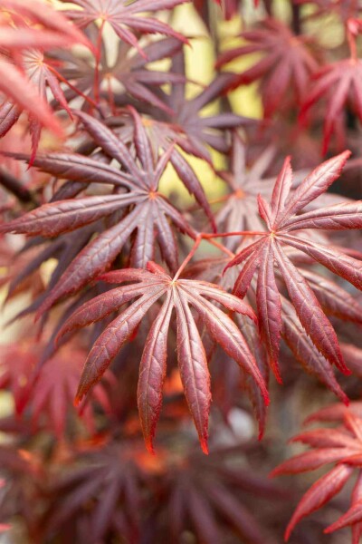 Acer palmatum 'Trompenburg' C3 40-60