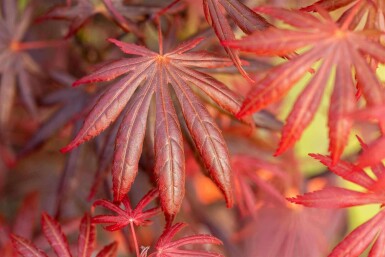 Acer palmatum 'Trompenburg' C3 40-60