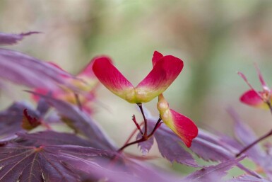 Acer palmatum 'Trompenburg' C3 40-60