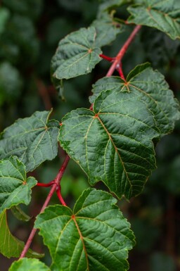 Rödnerverad lönn Acer rufinerve buske Acer rufinerve buske