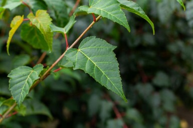 Rödnerverad lönn Acer rufinerve buske Acer rufinerve buske