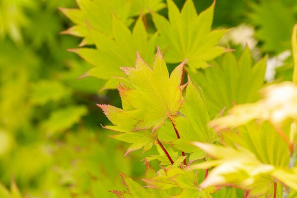 Acer shirasawanum 'Aureum'