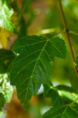 Ginnala lönn Acer tataricum 'Ginnala' buske Acer tataricum 'Ginnala' buske