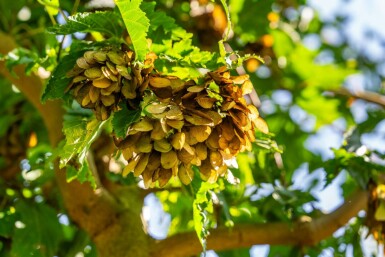 Ginnala lönn Acer tataricum 'Ginnala' buske Acer tataricum 'Ginnala' buske
