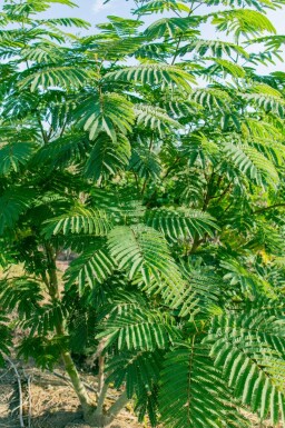 Mimosa Albizia julibrissin buske Albizia julibrissin buske