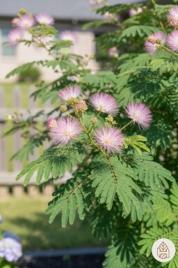 Albizia julibrissin uppbunden 60-80 cm