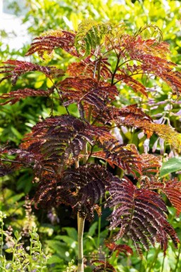 Albizia julibrissin 'Summer Chocolate'
