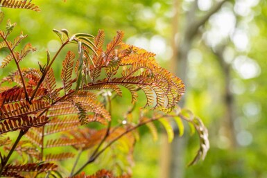 Albizia julibrissin 'Summer Chocolate'