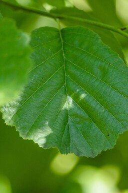 Al Alnus glutinosa buske Alnus glutinosa