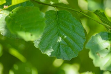 Al Alnus glutinosa buske Alnus glutinosa