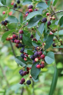 Bärhäggmispel Amelanchier canadensis buske Amelanchier canadensis buske